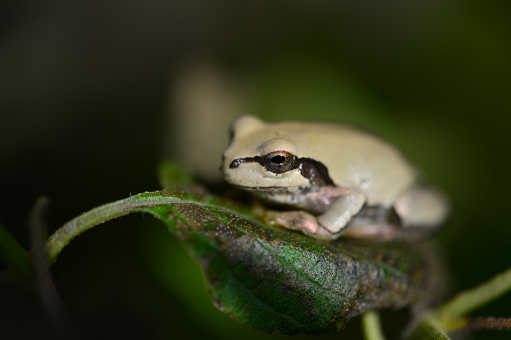 我が家に同居XXII！
