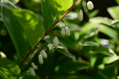季節の花DCCVII！