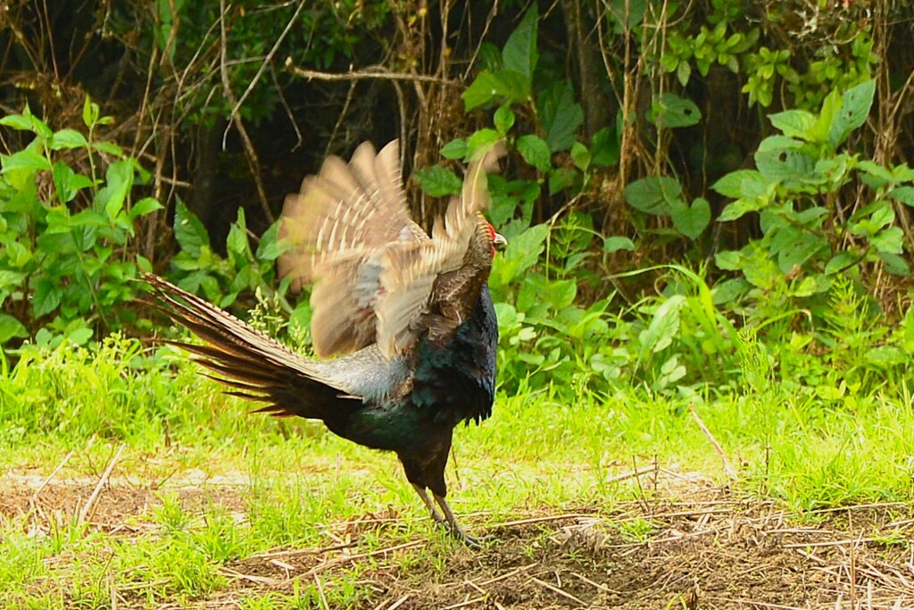 身近にいる野鳥CDLV！
