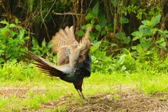 身近にいる野鳥CDLV！
