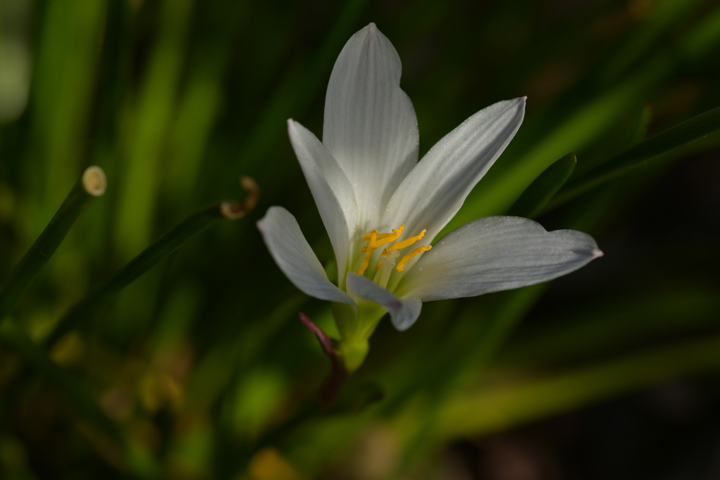 季節の花MDXXXII！