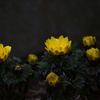季節の花LIV！