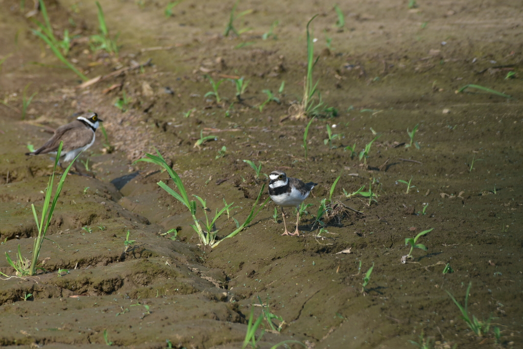 身近にいる野鳥Ⅳ！