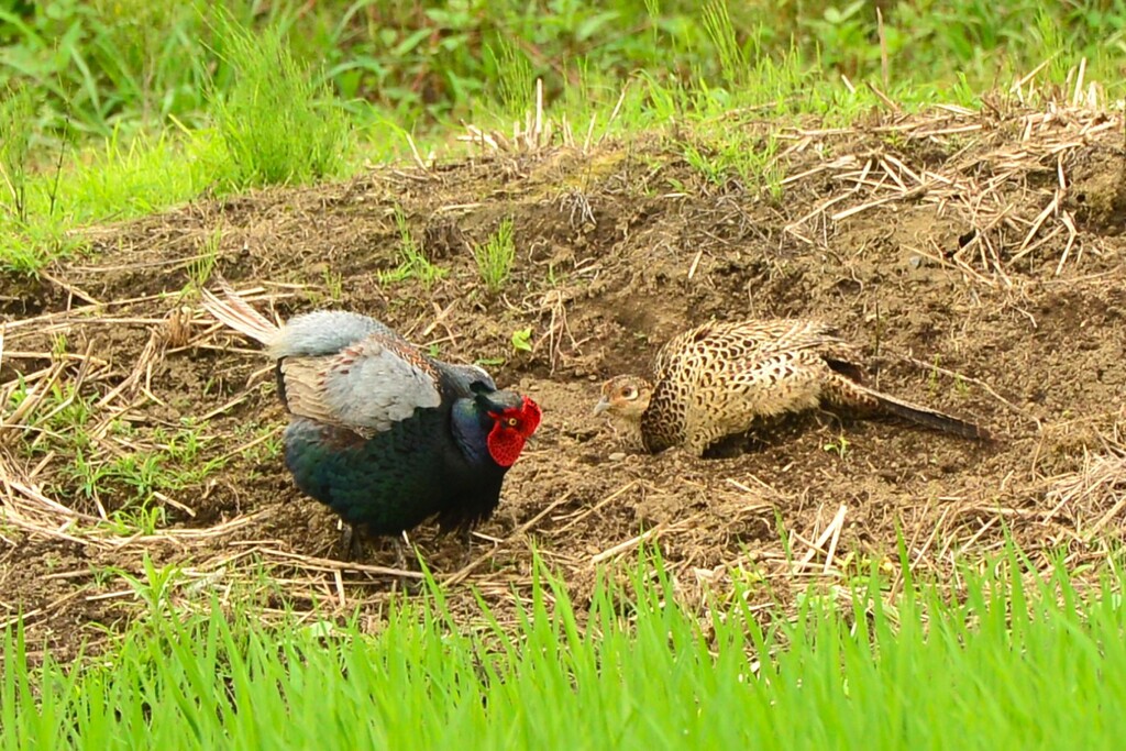 身近にいる野鳥CDLVI！
