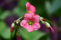 季節の花DCCLXXXVI！