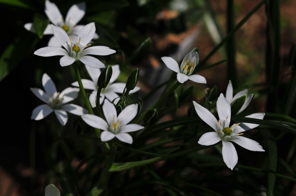 季節の花DCLXXIX！