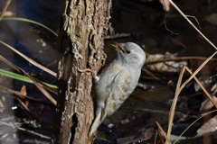 里山の野鳥XCIX！