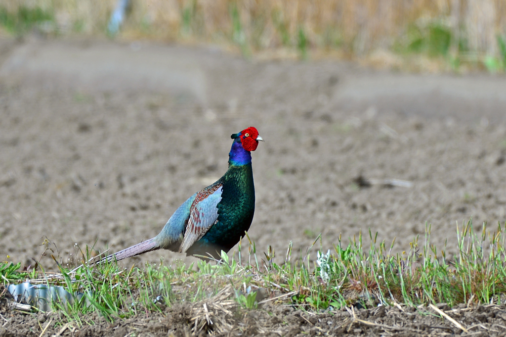 身近にいる野鳥LXXXV！