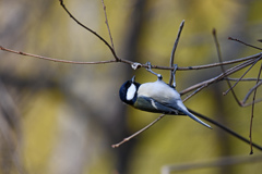 里山の野鳥LXXX！