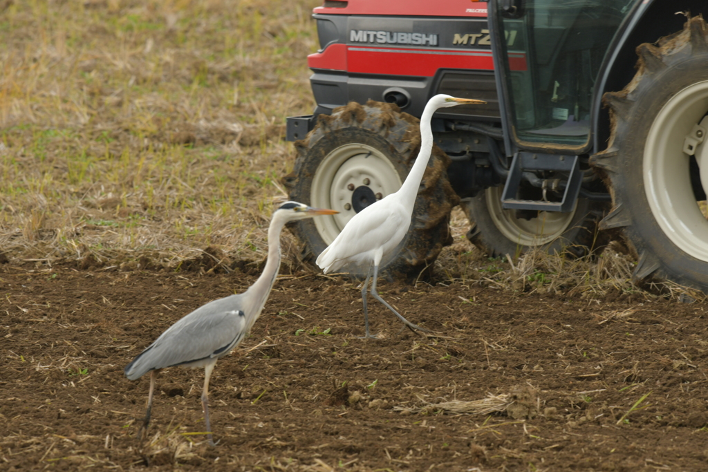 身近にいる野鳥DXIV！