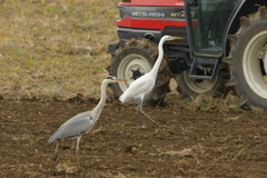 身近にいる野鳥DXIV！
