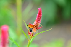 里山の昆虫XXXIII！