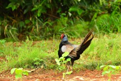 身近にいる野鳥DX！