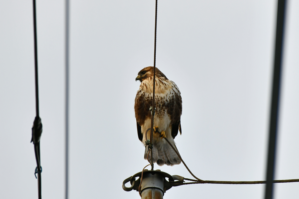 身近にいる野鳥CXXXVII！