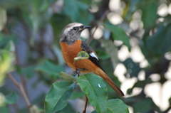 身近にいる野鳥X！