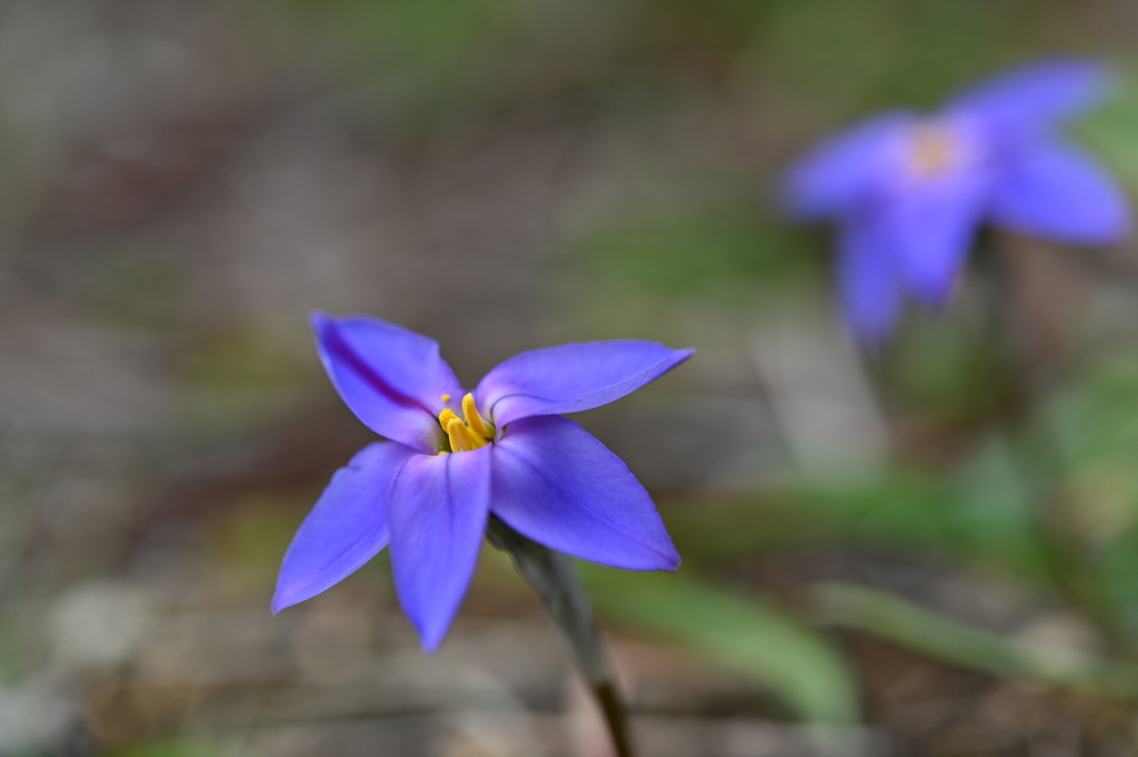 季節の花CCXCVI！