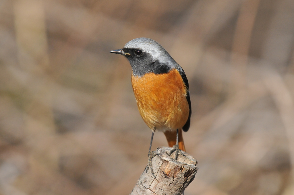 里山の野鳥CXV！