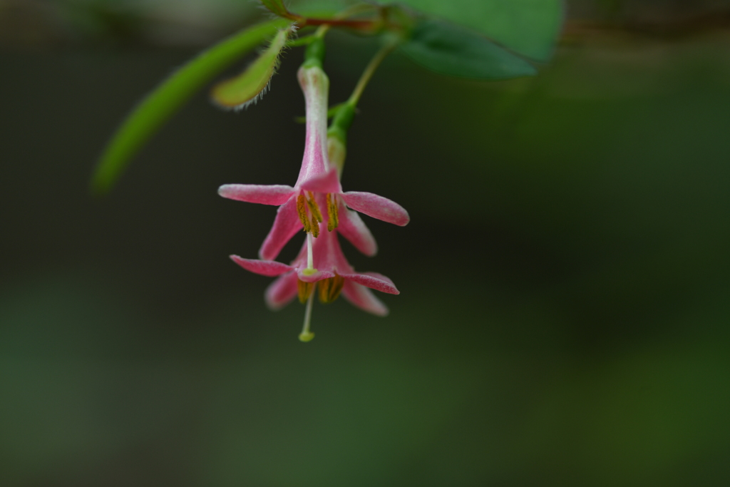 季節の花CCCXLVII！