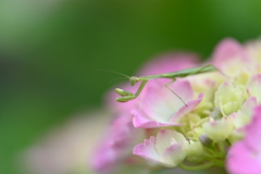 虫・昆虫と花CXLV！