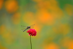 虫・昆虫と花XXI！