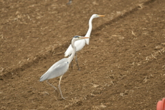 身近にいる野鳥DXXIV！