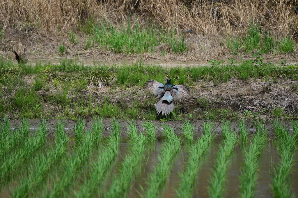 身近にいる野鳥XXXVI！