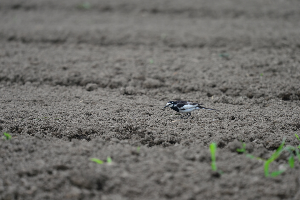 里山の野鳥XLIII！