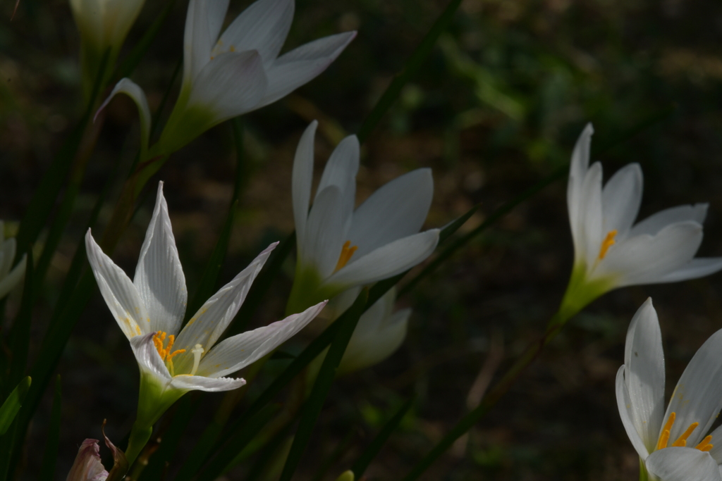 季節の花MDXXI！