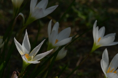 季節の花MDXXI！