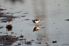 身近にいる野鳥CCLIII！