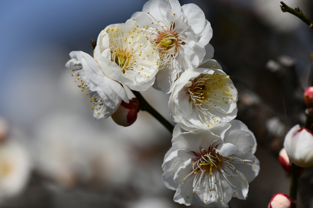 季節の花DCCCXXVII！