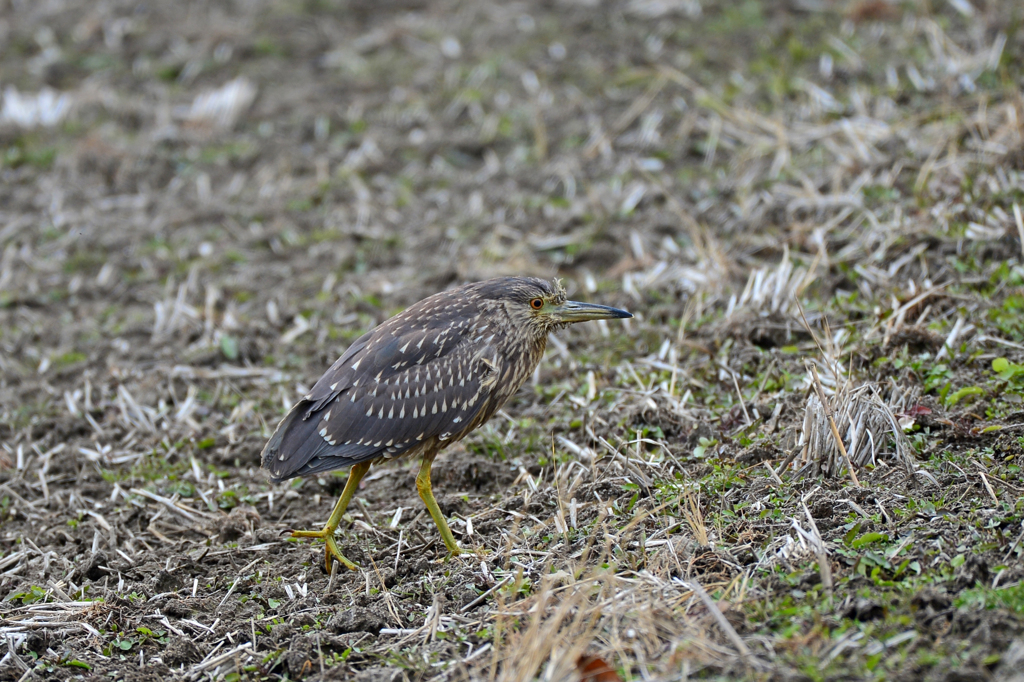 身近にいる野鳥CCXLI！