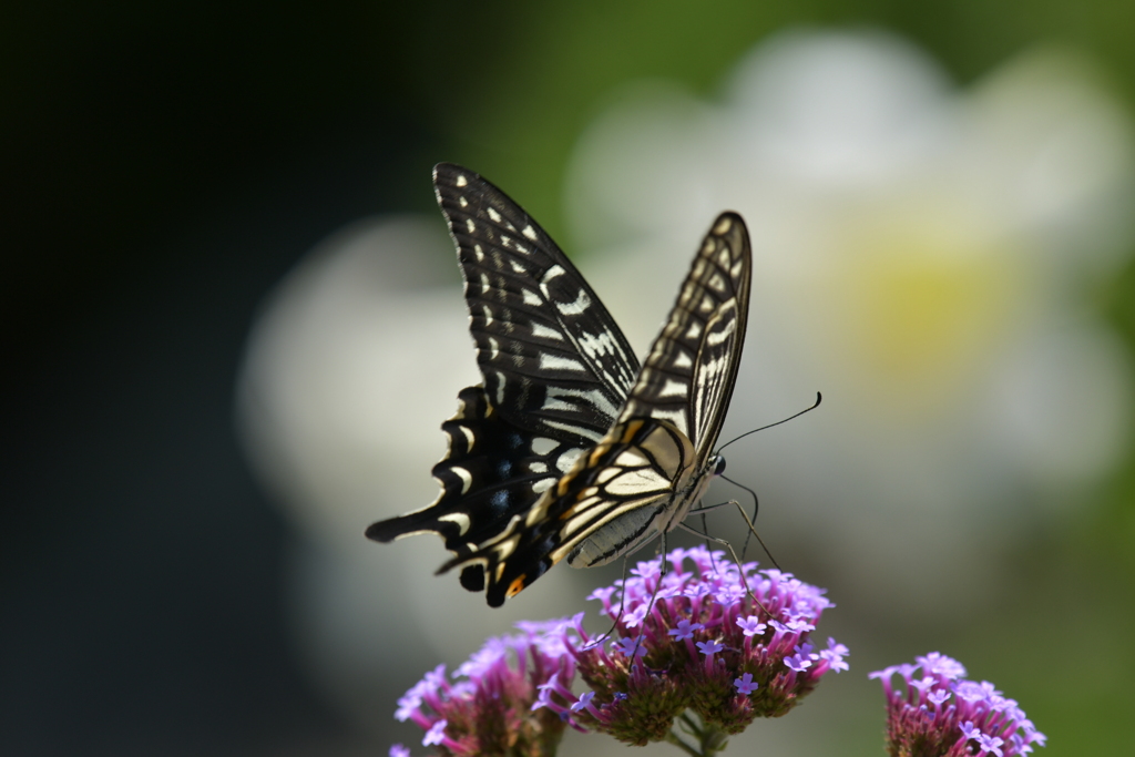 花と蝶II-CCXI！ by ライダースR69S （ID：13589198） - 写真共有