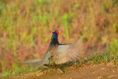 身近にいる野鳥CCCLXXXVI！