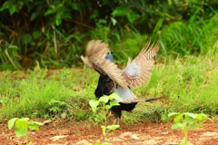 身近にいる野鳥DV！