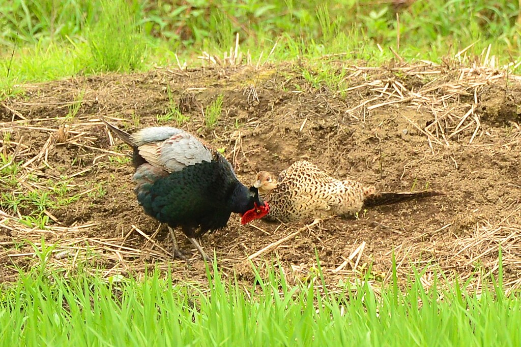 身近にいる野鳥CDLXVII！