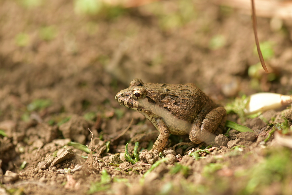 爬虫類・両生類XXXVIII！