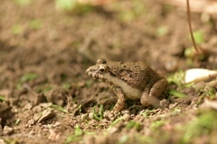 爬虫類・両生類XXXVIII！