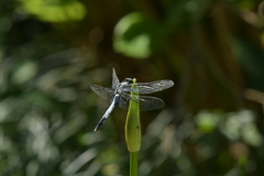 里山のトンボCCCLXXI！