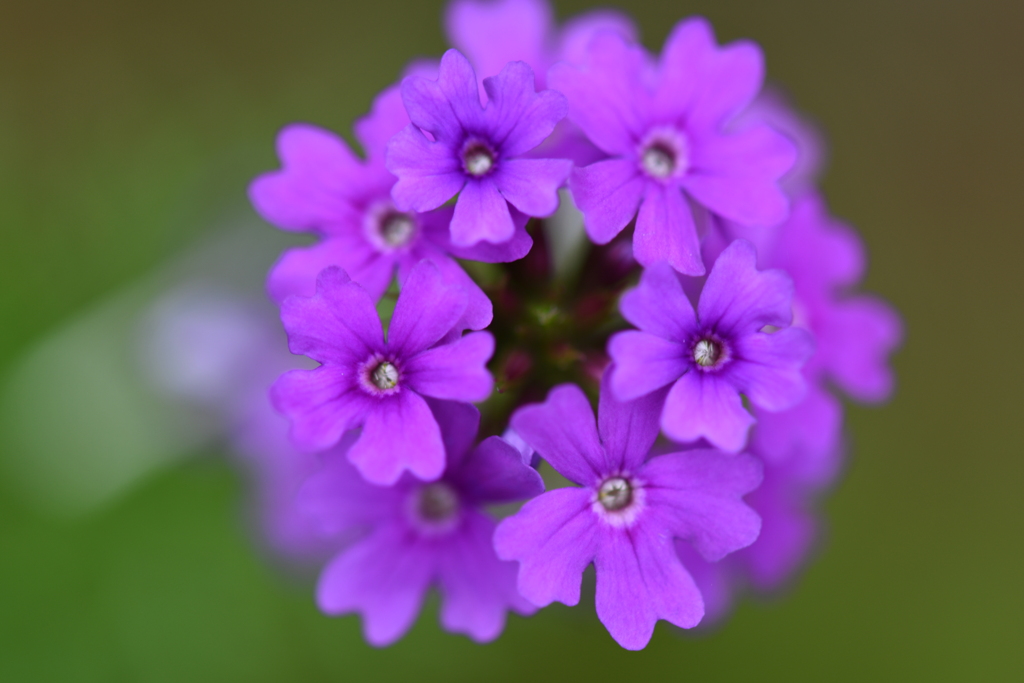 季節の花CCXXIV！