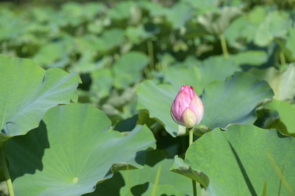 季節の花LXXIX！