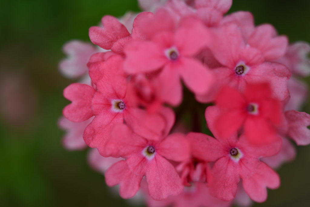 季節の花CCXXV！