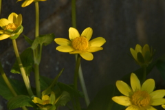 季節の花MCDXXXVI！