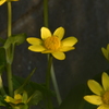 季節の花MCDXXXVI！