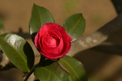 季節の花MDXLVIII！