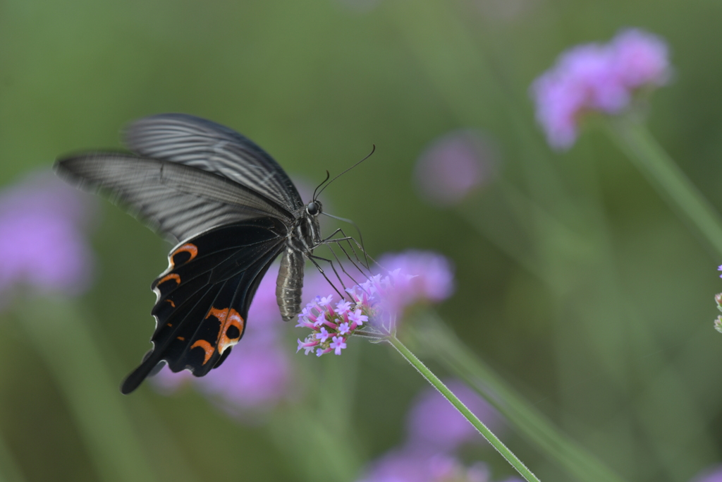 花と蝶II-LXXXIII！