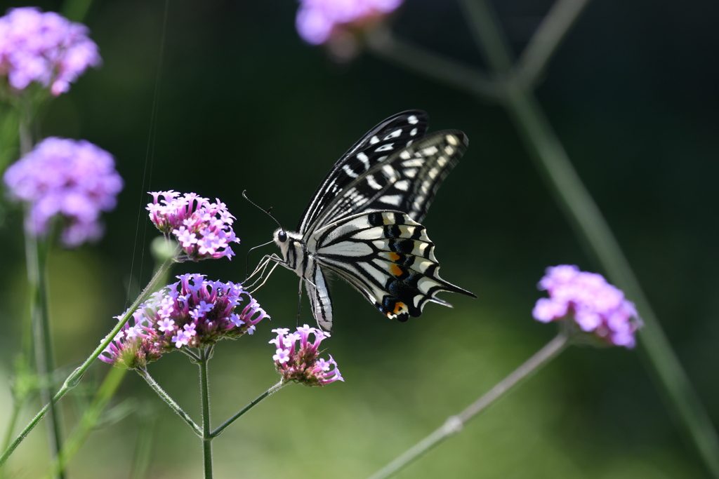 花と蝶MCCXVIII！