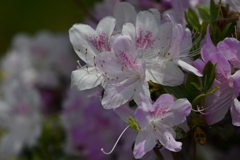 季節の花CDXXXVII！