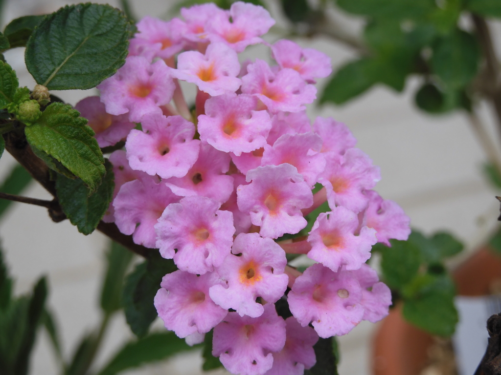 季節の花CMLXXXV！