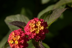 季節の花MDXXVIII！